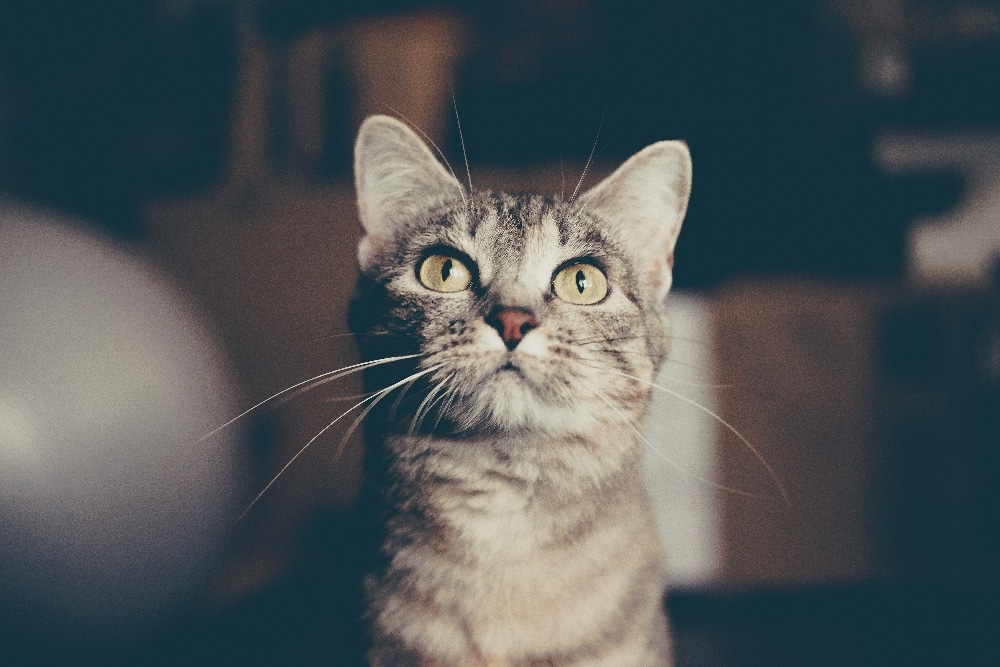 3 conseils pour partir en vacances avec son chat 3 conseils pour partir en vacances avec son chat