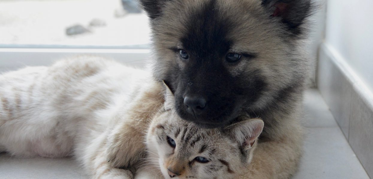 Que faut-il prévoir avant de partir en vacances sans son animal de compagnie ? Que faut-il prévoir avant de partir en vacances sans son animal de compagnie ?