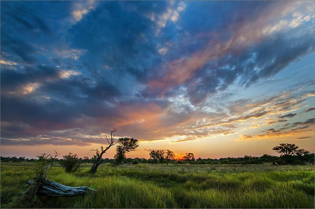 Safari au Botswana : l’aventure africaine