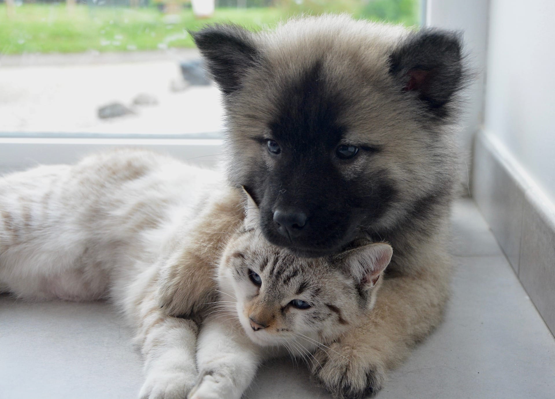 Un chien et chat qui dorment dans les bras l'un de l'autre